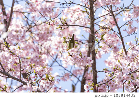 早咲きの大漁桜とメジロ 103914435