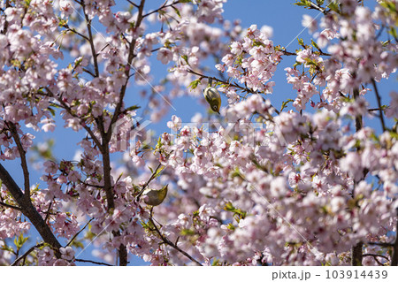 早咲きの大漁桜とメジロ 103914439