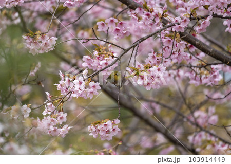 早咲きの大漁桜 103914449