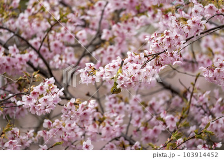 早咲きの大漁桜 103914452