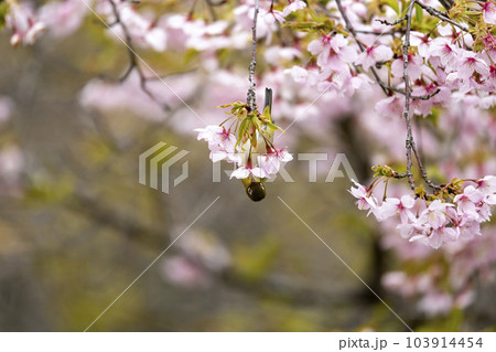 早咲きの大漁桜とメジロ 早咲きの大漁桜とメジロ 103914454