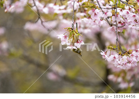 早咲きの大漁桜とメジロ 103914456