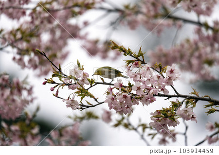 早咲きの大漁桜とメジロ 103914459