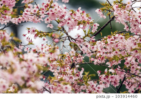早咲きの大漁桜とメジロ 103914460