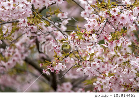 早咲きの大漁桜とメジロ 早咲きの大漁桜とメジロ 103914465