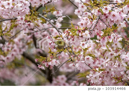 早咲きの大漁桜とメジロ 早咲きの大漁桜とメジロ 103914466