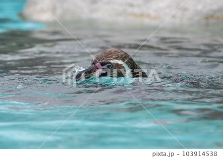 フンボルトペンギン 天王寺動物園 フンボルトペンギン 天王寺動物園 103914538