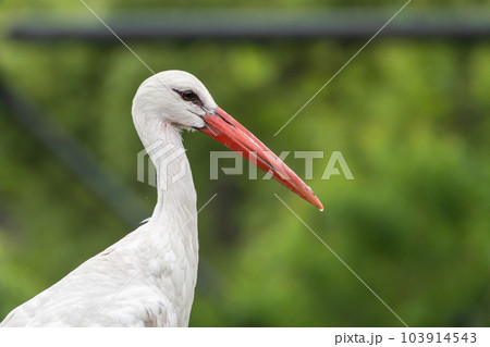 シュバシコウ　天王寺動物園　鳥の楽園 103914543