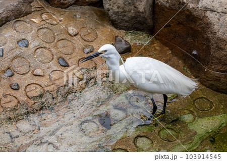 餌の魚を飲み込むシラサギ 天王寺動物園 鳥の楽園 餌の魚を飲み込むシラサギ 天王寺動物園 鳥の楽園 103914545