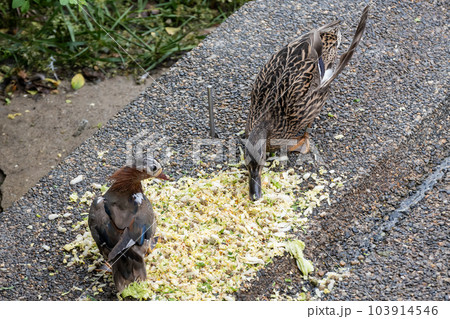 餌を食べるマガモ(メス)とオシドリ(オス) 天王寺動物園 鳥の楽園 餌を食べるマガモ(メス)とオシドリ(オス) 天王寺動物園 鳥の楽園 103914546