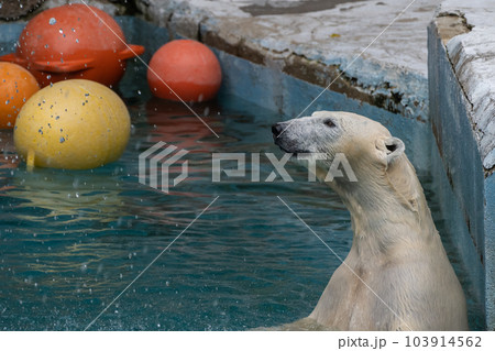 プールの中のホッキョクグマ 天王寺動物園 プールの中のホッキョクグマ 天王寺動物園 103914562