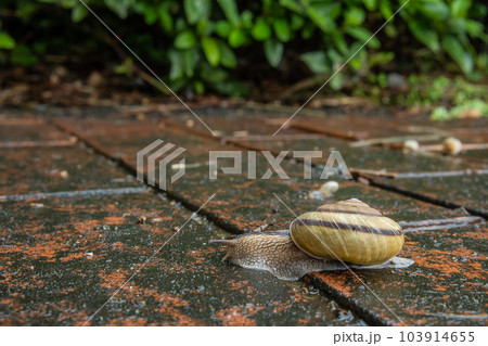 雨に濡れた路上を這うカタツムリ（ナミマイマイ） 103914655