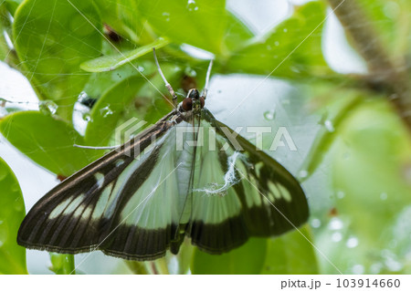 ツゲノメイガ 103914660