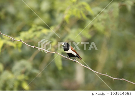 Tricolored munia, Lonchura malacca, India Tricolored munia, Lonchura malacca, India 103914662