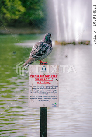 ロンドンのビクトリアパーク ロンドンのビクトリアパーク 103914921