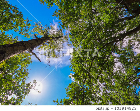 The sun beautifully illuminating the green treetops of tall trees in a forest clearing, panorama The sun beautifully illuminating the green treetops of tall trees in a forest clearing, panorama 103914925