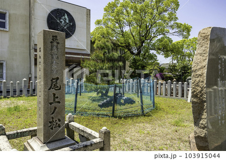 加古川　尾上神社　尾上の松　兵庫県加古川市 103915044