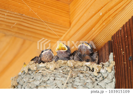初夏のツバメの巣、親から与えられた餌をねだるヒナたち。 103915109