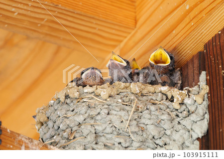 初夏のツバメの巣、親から与えられた餌をねだるヒナたち。 103915111