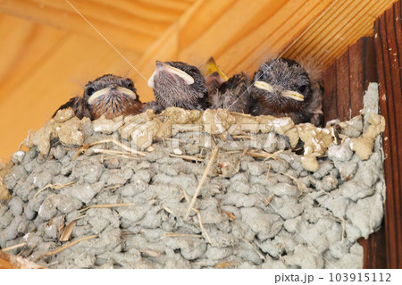 初夏のツバメの巣、親から与えられた餌をねだるヒナたち。 103915112