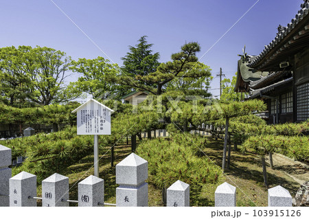 加古川　尾上神社　片枝の松　兵庫県加古川市 103915126