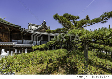 加古川　尾上神社　片枝の松　兵庫県加古川市 103915127