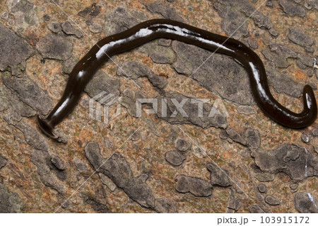 Hammerheaded slug, Humbertium indicum, Satara, Maharashtra, India Hammerheaded slug, Humbertium indicum, Satara, Maharashtra, India 103915172