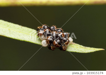 Hatching of Stinkbug, Erthesina fullo, Satara, Mahrashtra, India Hatching of Stinkbug, Erthesina fullo, Satara, Mahrashtra, India 103915174