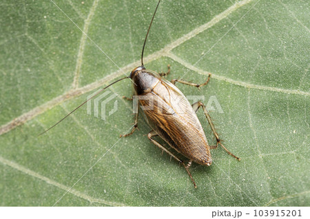 Forest cockroach, Ectobius vittiventris, Satara, Maharashtra, India 103915201