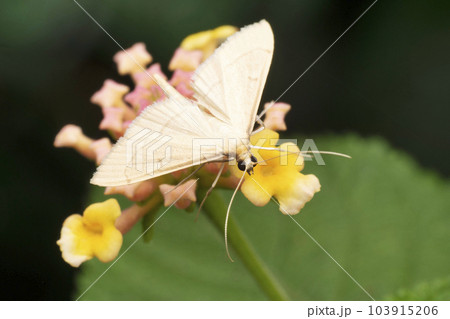 Jasmine moth, Palpita vitrealis, Satara, Maharashtra, India Jasmine moth, Palpita vitrealis, Satara, Maharashtra, India 103915206