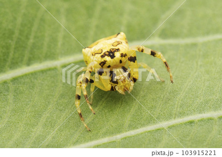 Yellow crab spider, Thomisus onustus, Satara, Maharashtra, India 103915221