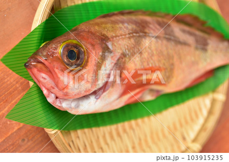 新鮮魚介 メバル 新鮮魚介 メバル 103915235