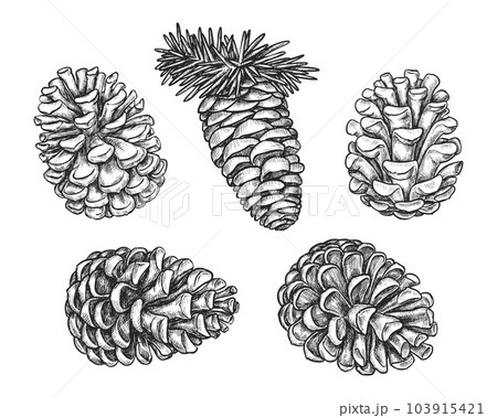 Set of isolated pine or fir cone sketch. Vector Set of isolated pine or fir cone sketch. Vector 103915421