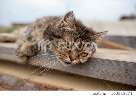 A beautiful gray cat in close-up lies and rests on a table in nature. The cat then looks into the camera then sleeps. 103915571