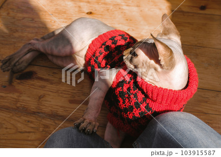 Canadian Sphynx cat is lying on wooden floor dressed in red knit sweater, fashion cardigan, places a paw on mistress's lap. Home pet with a lovable owner. Cute kitty in clothing for domestic animals. 103915587