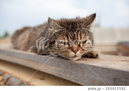 A beautiful gray cat in close-up lies and rests on a table in nature. The cat then looks into the camera then sleeps. A beautiful gray cat in close-up lies and rests on a table in nature. The cat then looks into the camera then sleeps. 103915592