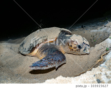 ウミガメの産卵 ウミガメの産卵 103915627