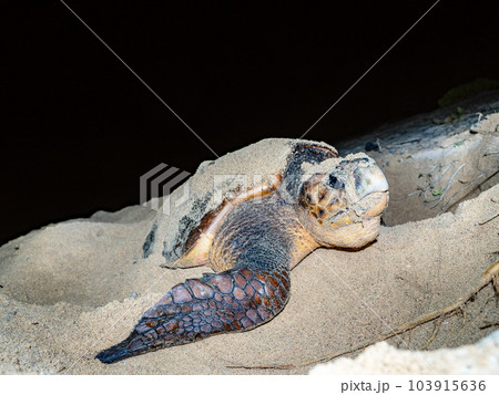 ウミガメの産卵 103915636