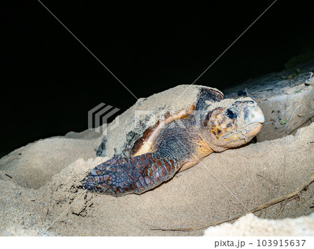 ウミガメの産卵 103915637