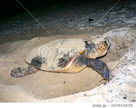 ウミガメの産卵 103915639