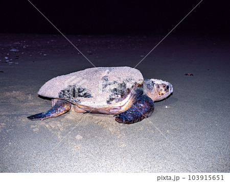 ウミガメの産卵 103915651