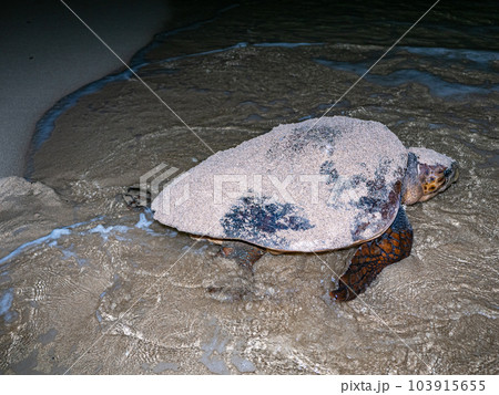 ウミガメの産卵 103915655