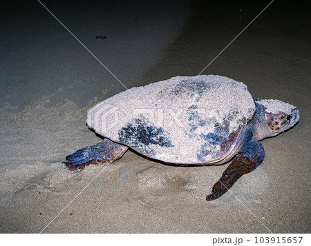 ウミガメの産卵 ウミガメの産卵 103915657