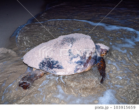 ウミガメの産卵 103915659