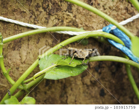 オキナワモリバッタ（沖縄県那覇市） 103915759