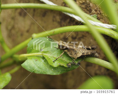 オキナワモリバッタ（沖縄県那覇市） 103915761