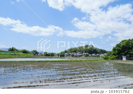 初夏の農村、棚田、田んぼ、美しい青空と太陽の光 103915762