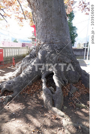 長野県埴科郡坂城町中之条の中條神社の欅伐採工事前の風景 103916069