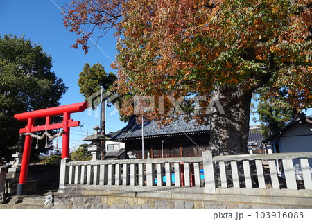 長野県埴科郡坂城町中之条の中條神社の欅伐採工事前の風景 103916083
