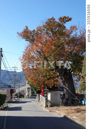 長野県埴科郡坂城町中之条の中條神社の欅伐採工事前の風景 103916086